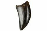 Beautifully, Serrated Tyrannosaur Tooth - Judith River Formation #184594-1